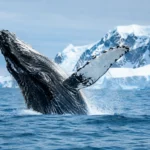 Quando ver baleias na Antártica em cada mês