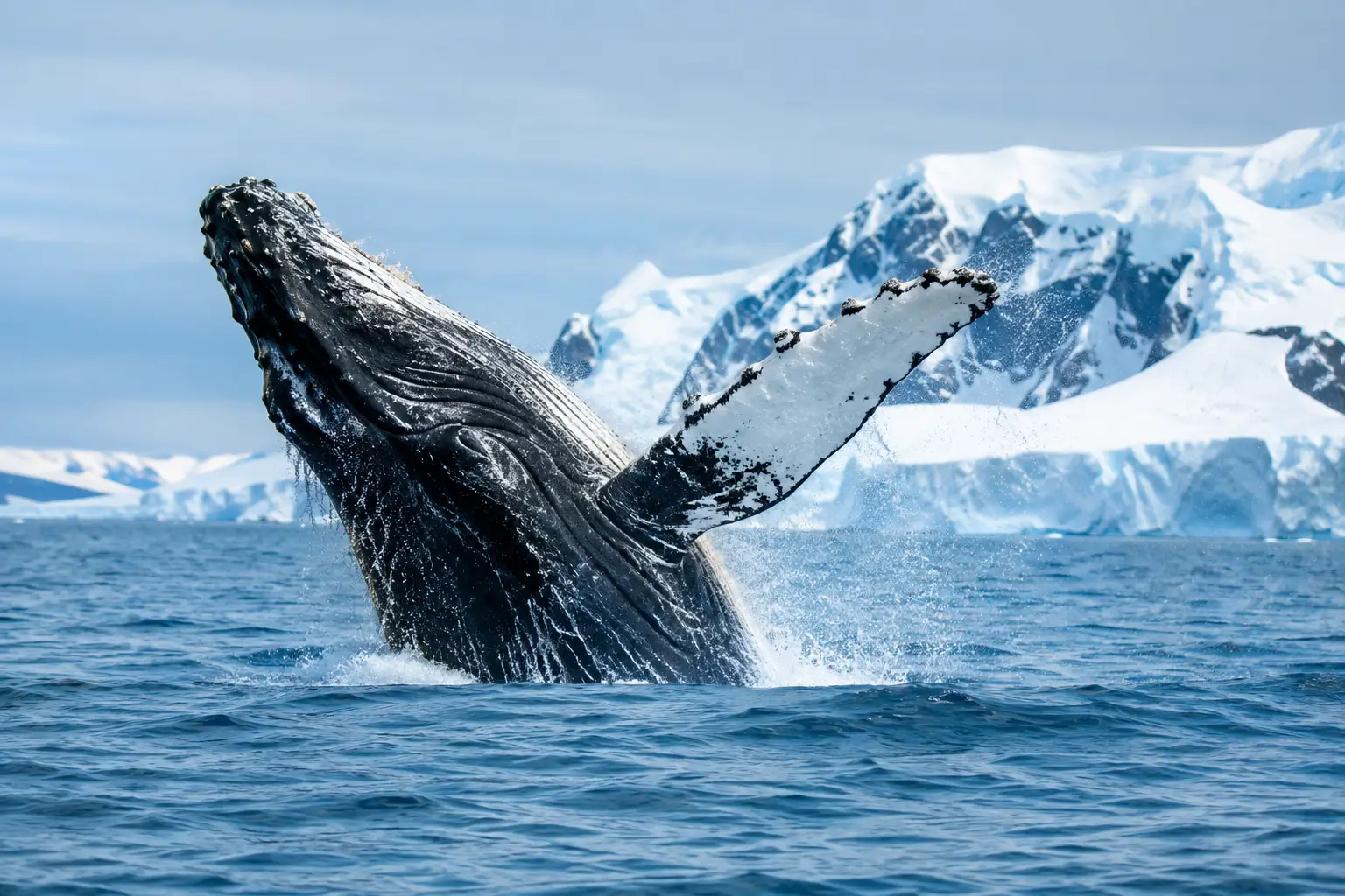 Quando ver baleias na Antártica em cada mês
